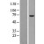 Western Blot: PPP2R5D Lysate [NBL1-14704] - Western Blot experiments. 
Left-Control; Right -Over-expression Lysate for PPP2R5D